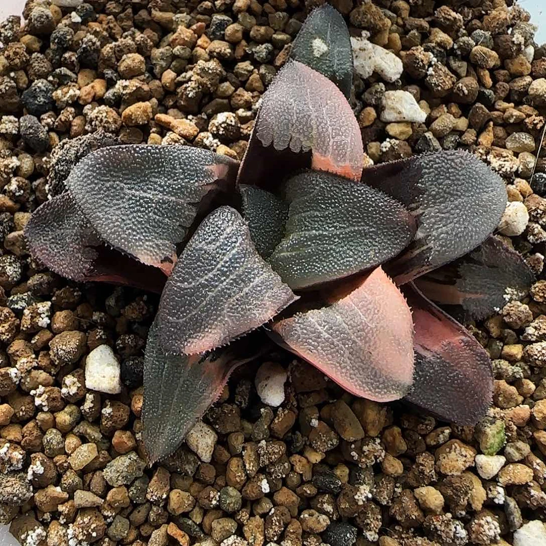 401号大久保克锦一物一拍带盆土