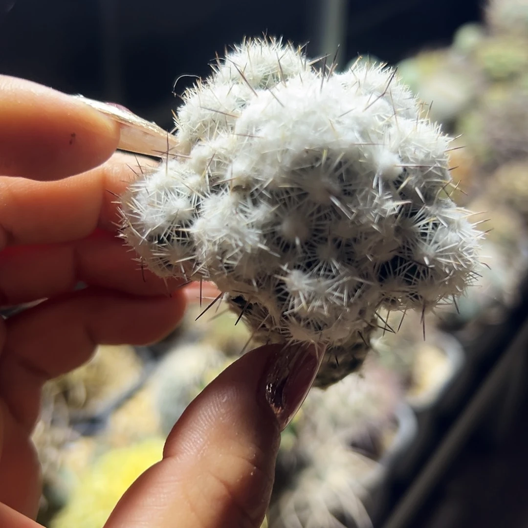 都锦仙人球1111111