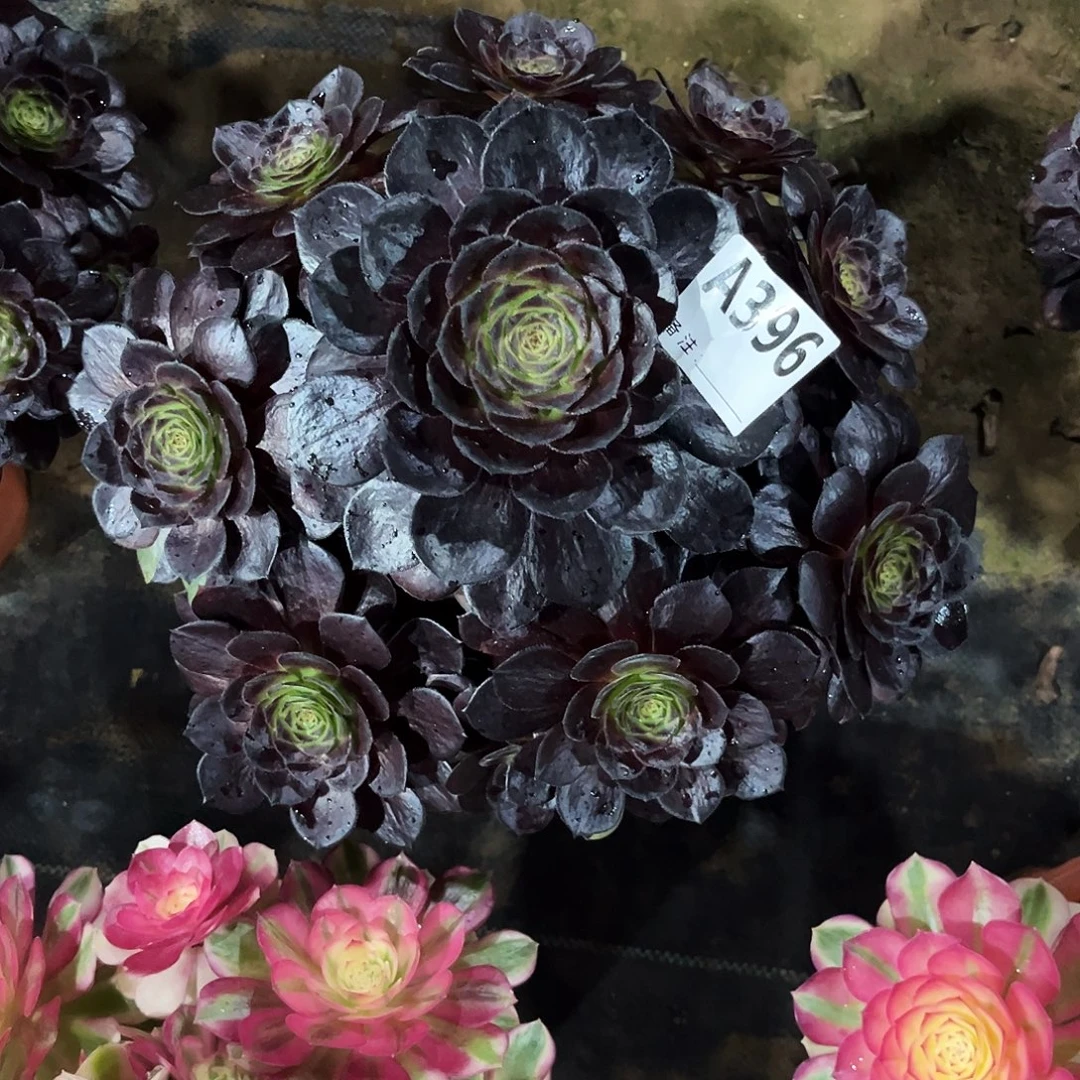 多肉植物黑美人396多肉