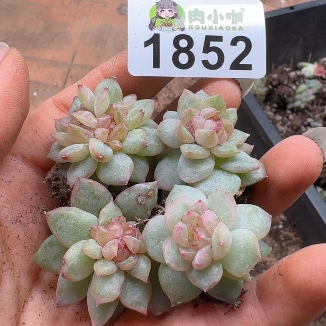 多肉植物多肉植物