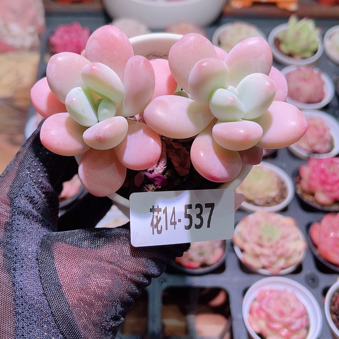 花利美14-537洛神