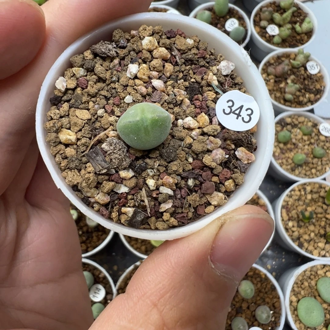 空蝉一颗带盆土343000