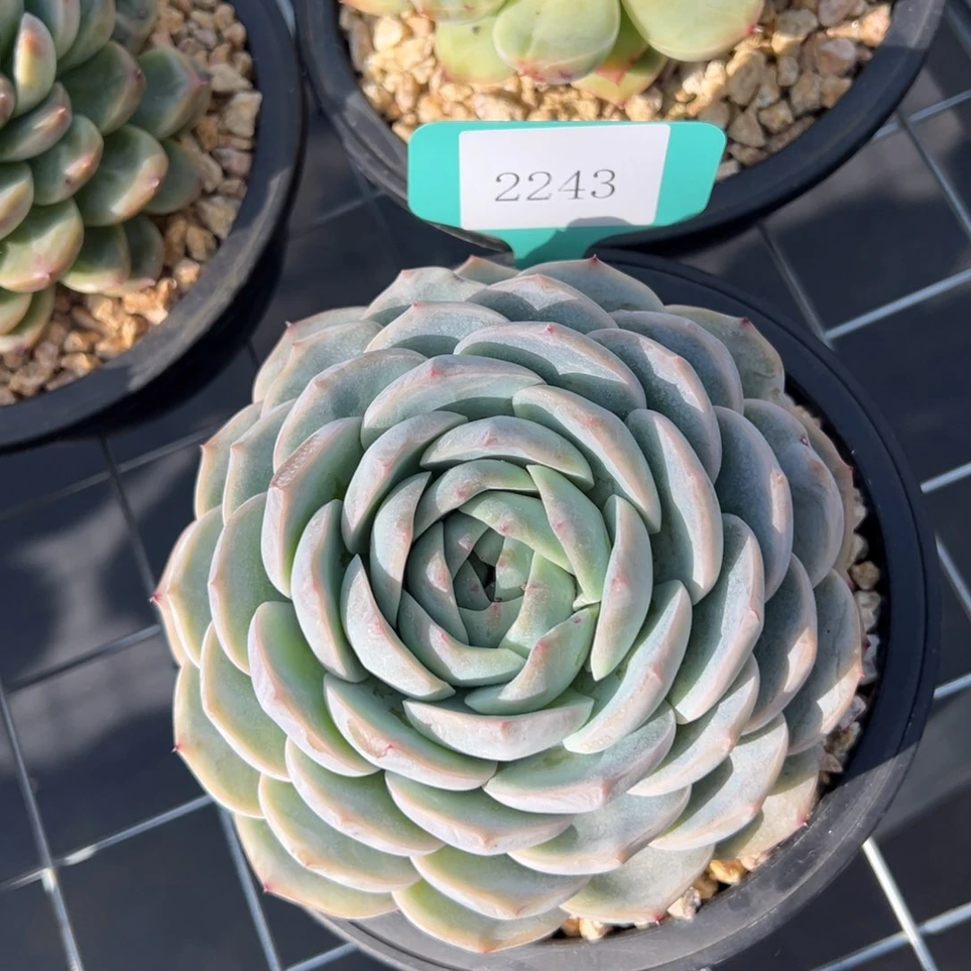 任***转2243肉多么多哦哟肉多哦