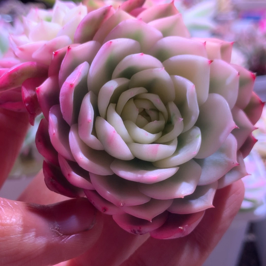 花***中粉水晶宽覆轮锦有根