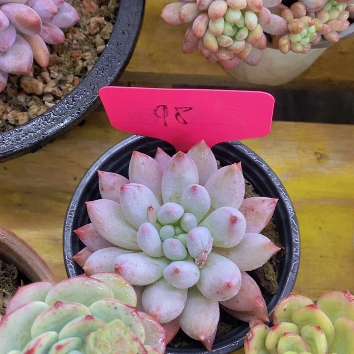 ?***爱多肉植物，开心多肉