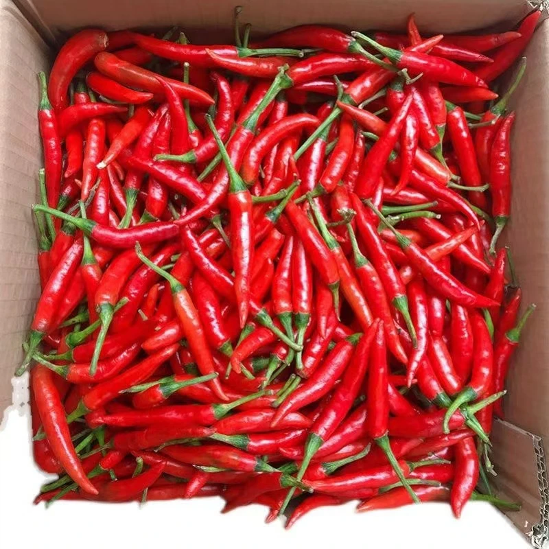 （现摘现发）小米辣椒新鲜辣椒特辣朝天椒小米辣