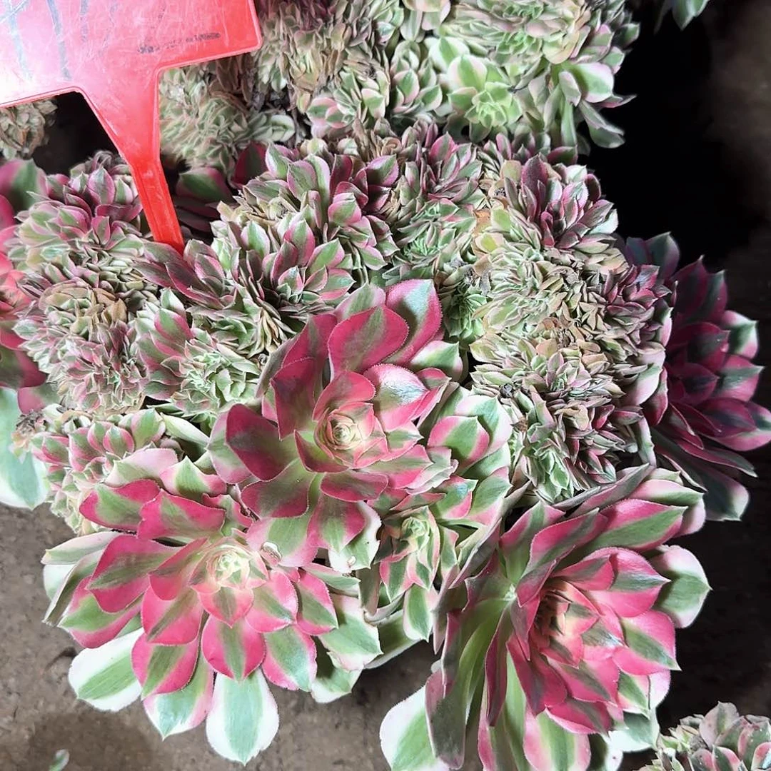 4102女巫缀化多肉法师