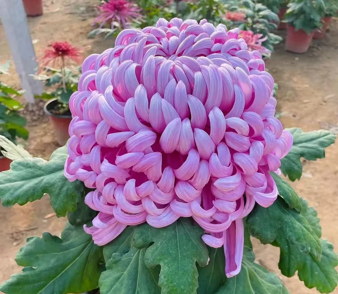 【花苞发货】[国华八十祝]九月菊花苗大型花好养护简单耐寒耐旱