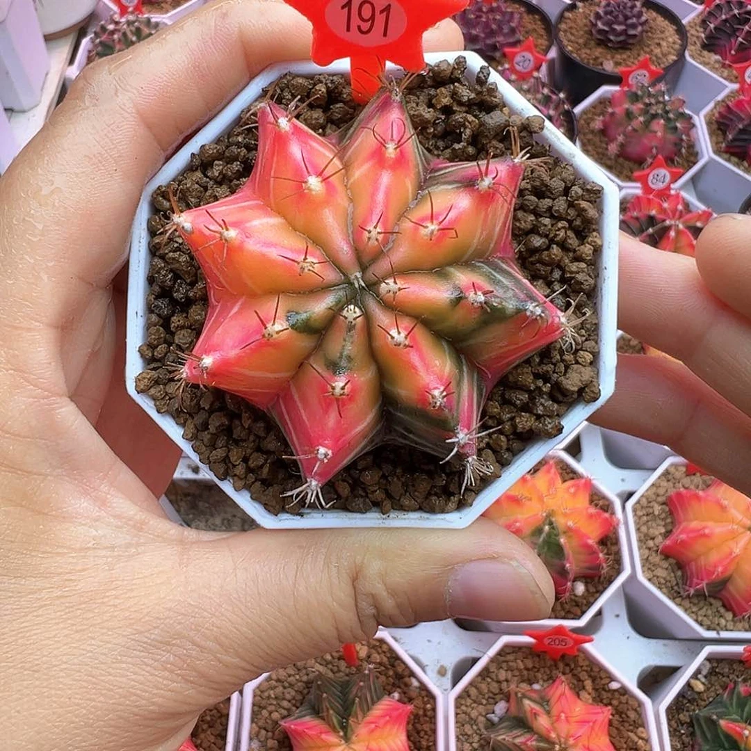 191-米哈仙人球锦大小边特价5.2厘米