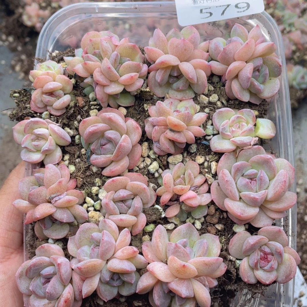 云糖心多肉植物579