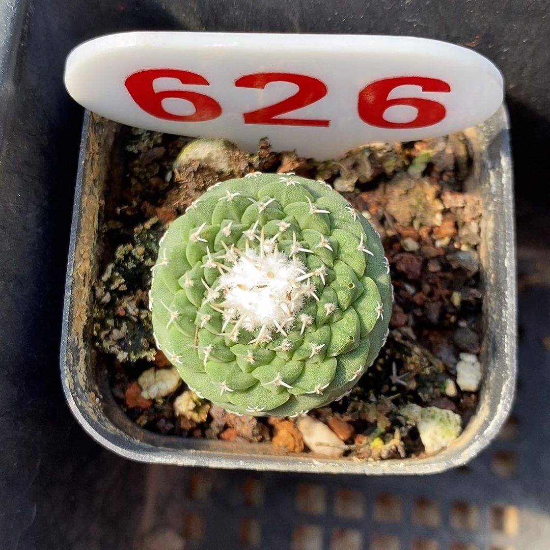 626菊水福利特价秒杀