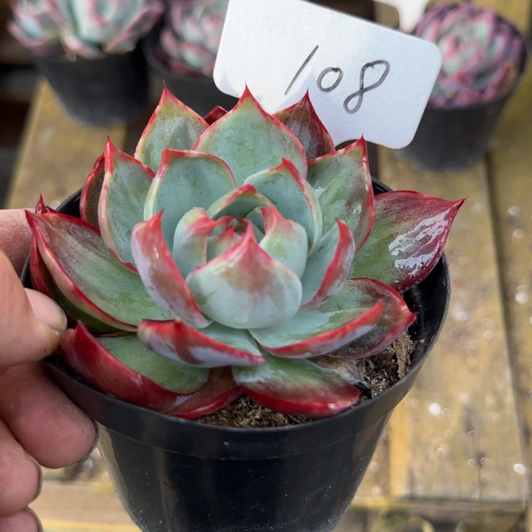 花脸拉丝惊鸿一物一拍包装收缩花旱108