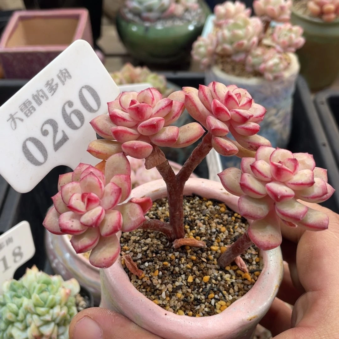 0260探戈不带盆10厘米