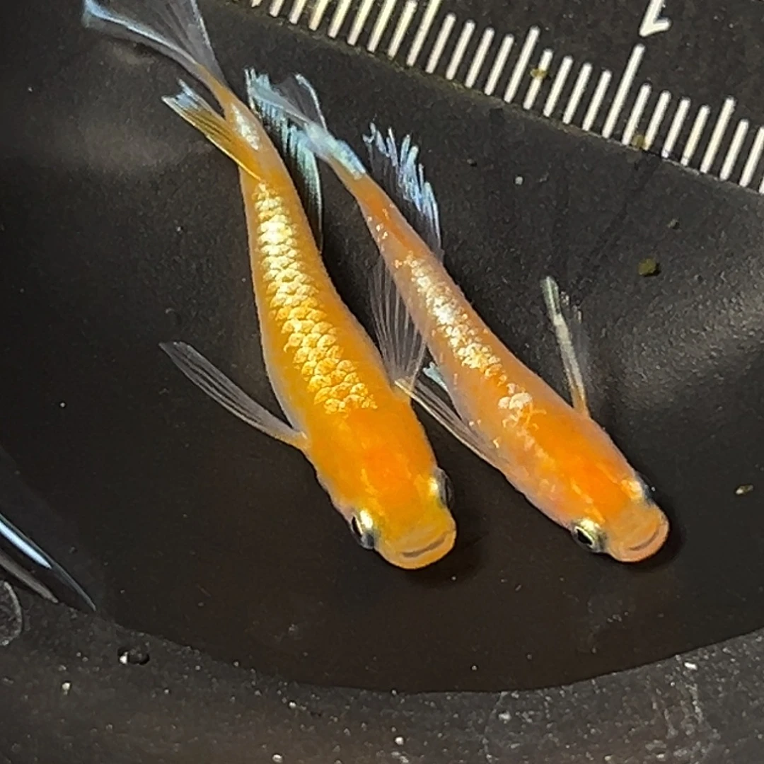 海水长鳍赤壁一组115