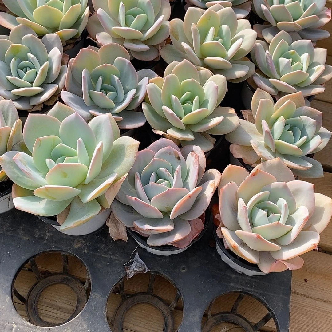 131  国版奶茶单头