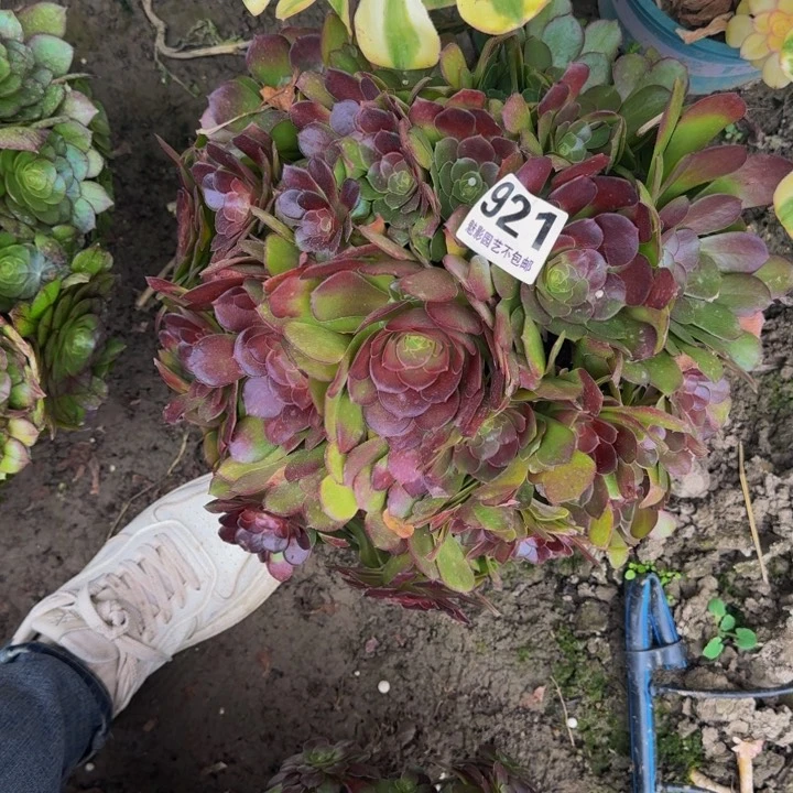 荷兰玫瑰27-6包邮花花