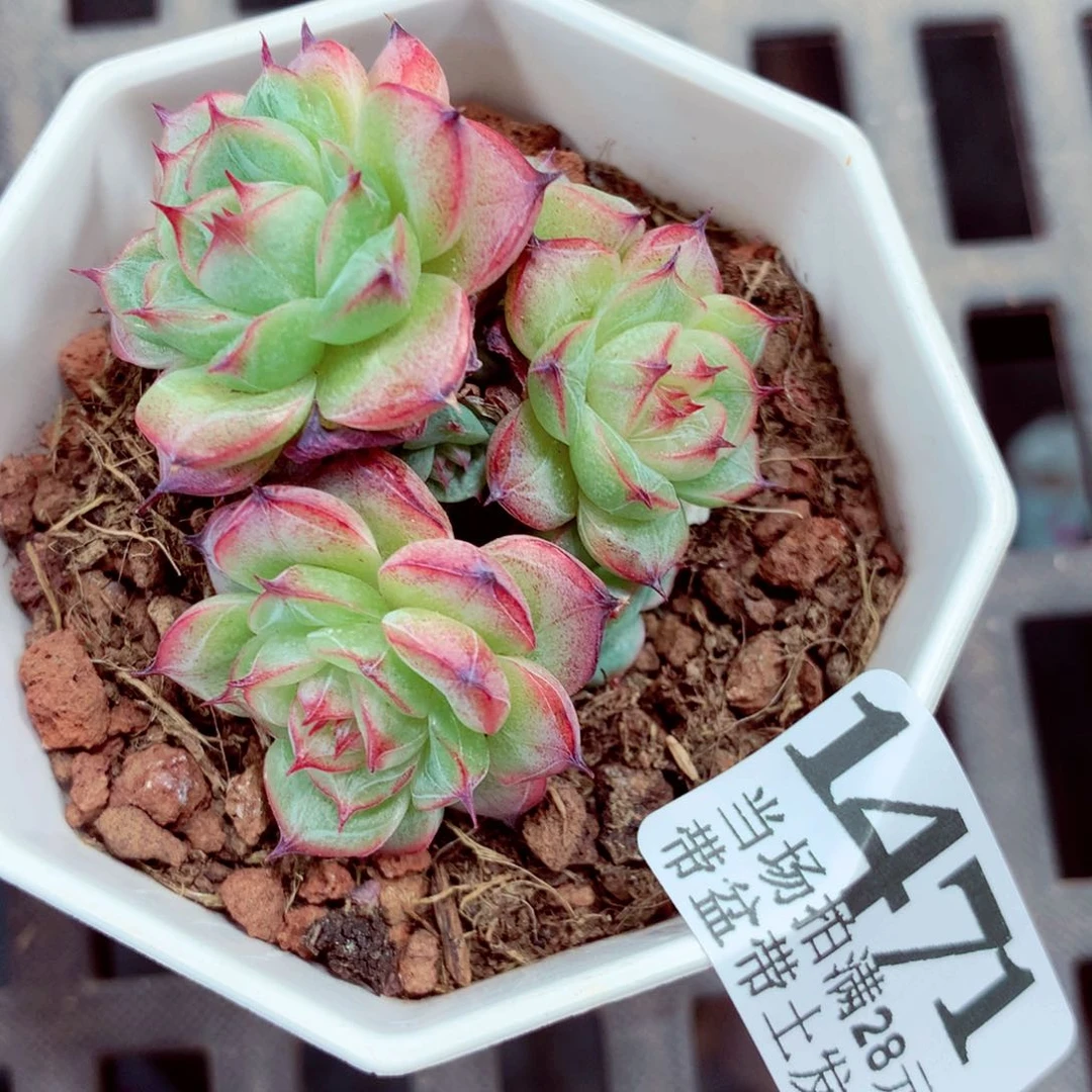5厘米盆精控多肉1471