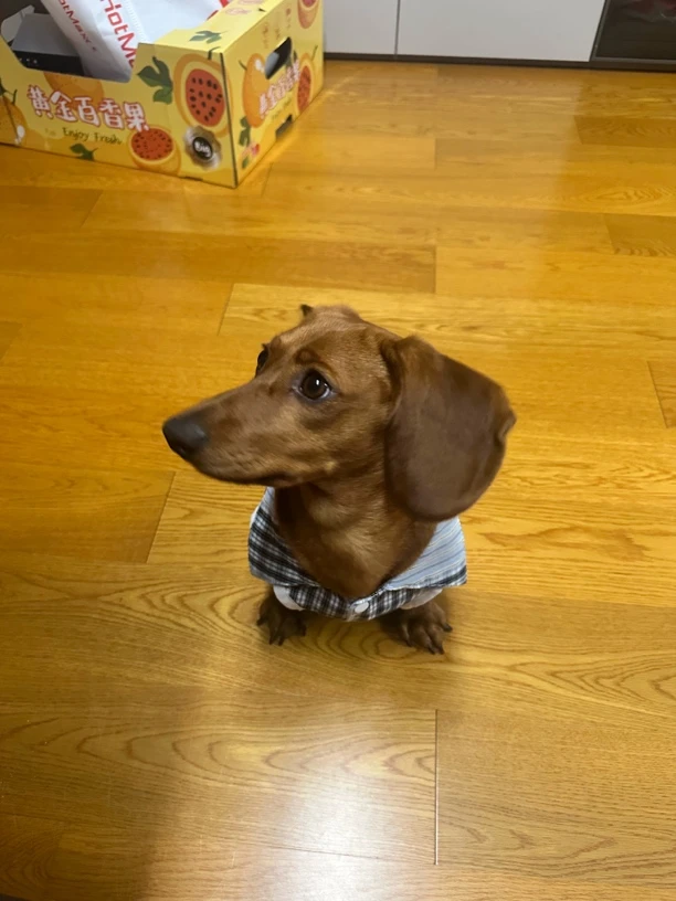 直播间专拍 乱拍发空气！！宠物衣服薄款大型犬猫咪狗狗防掉毛帅气