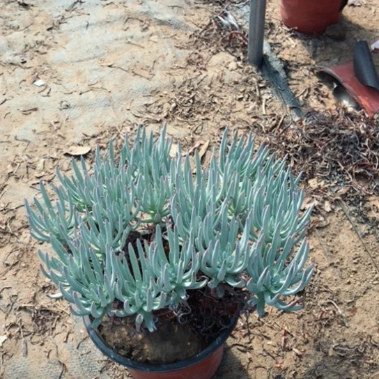 仙女杯多肉植物13