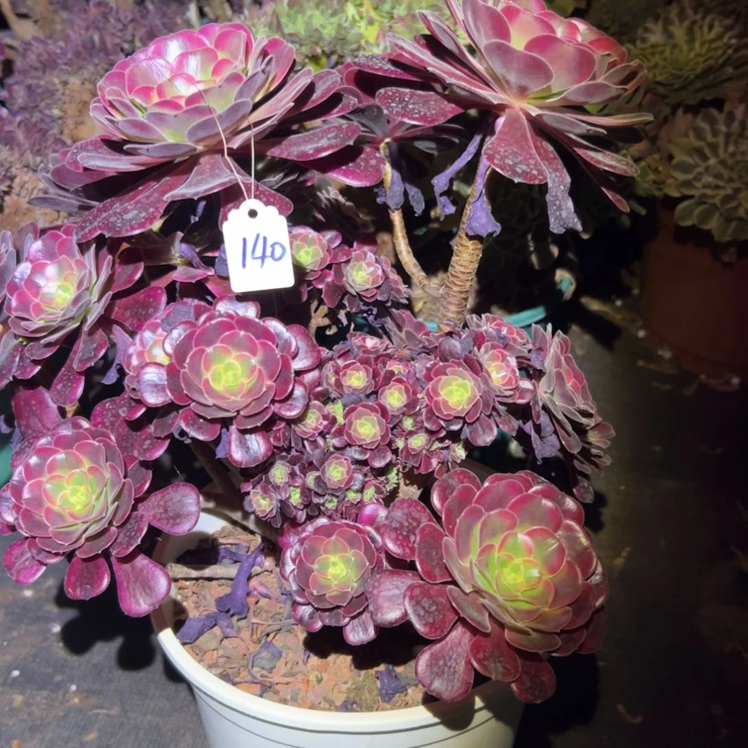 美杜莎缀化全朵朵老桩140号寄养