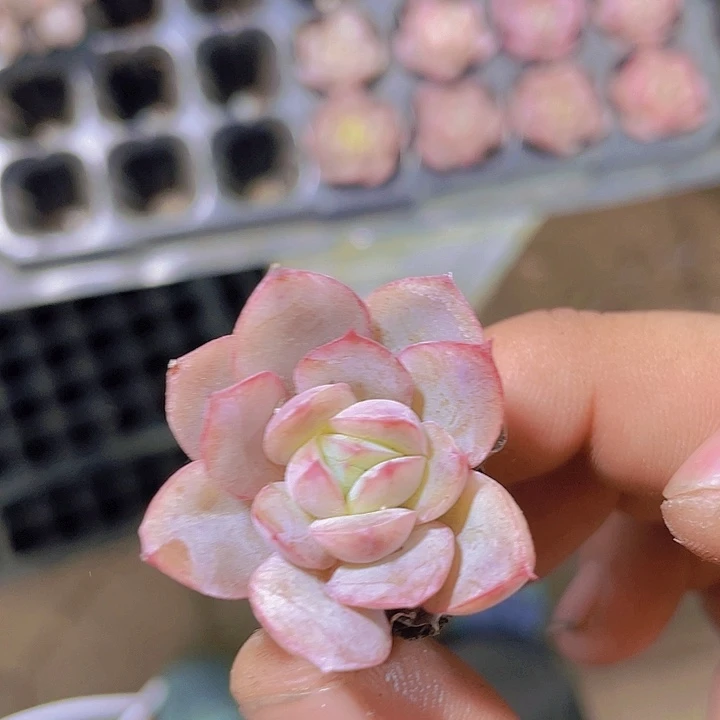 蔓越莓【满10颗包邮】