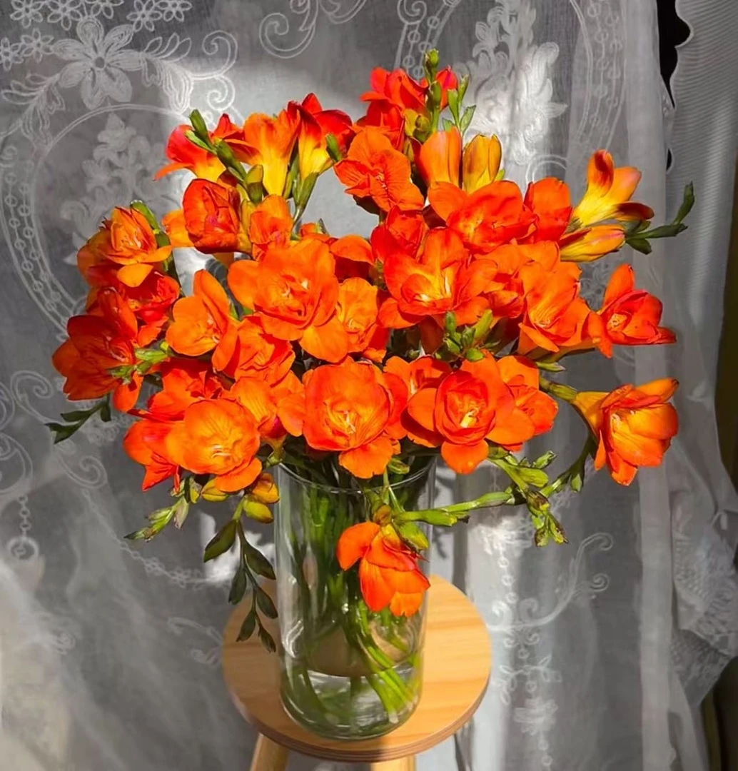 【李先生】（重瓣橙色！！）香雪兰开花带香味室内观赏花卉