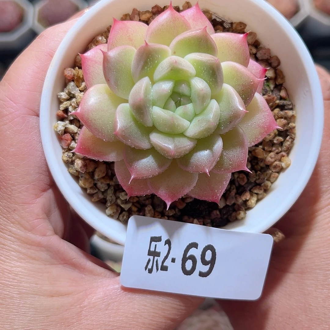 乐2-69 麦秆单头