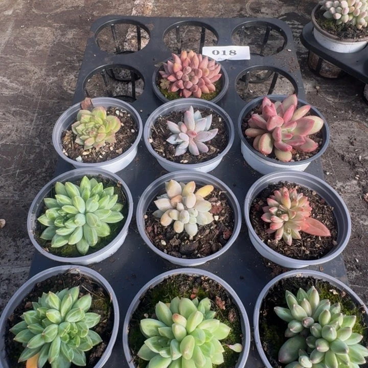 018多肉植物一物一拍