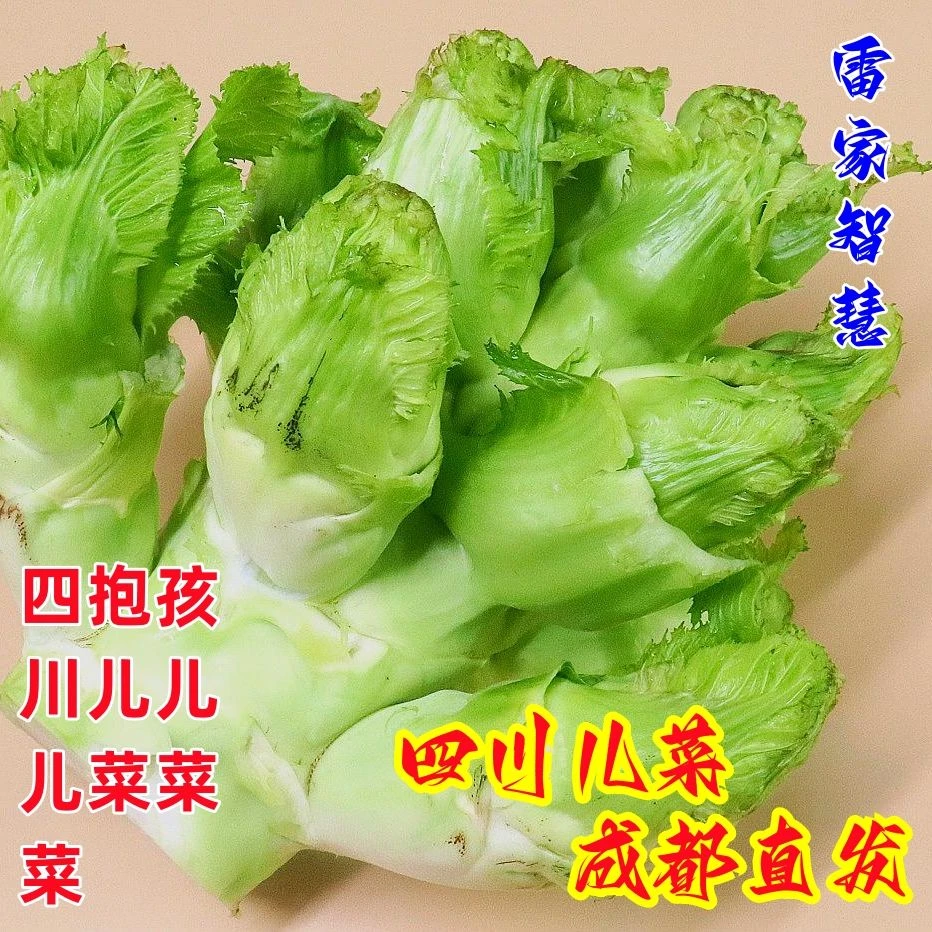 四川新鲜儿菜当季现摘娃娃菜可做泡菜榨菜的时令蔬菜四川儿菜新鲜