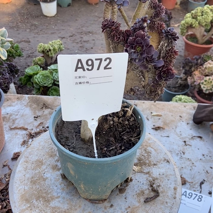 味***道972黑法师黑法师黑法师