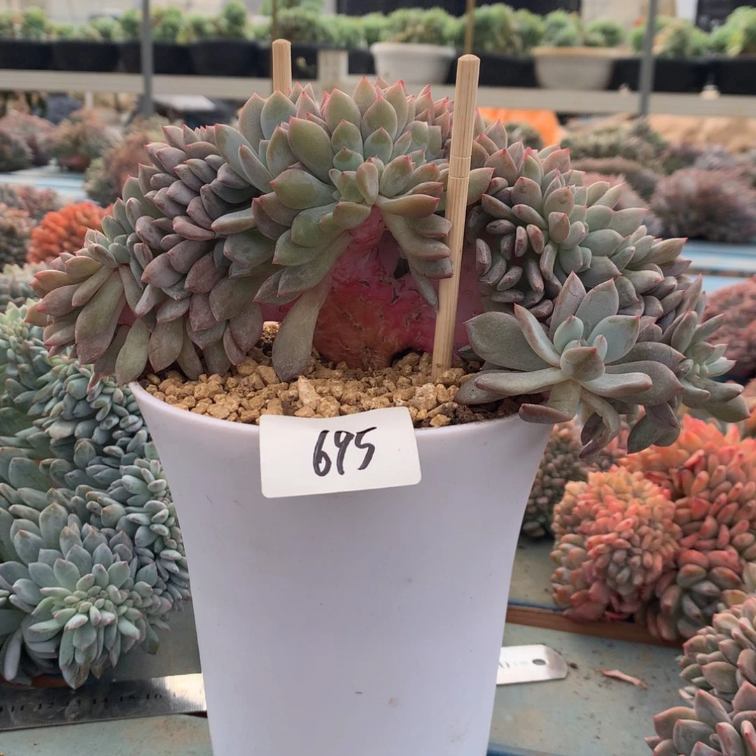 695崔崔多肉新疆西藏内蒙不包邮