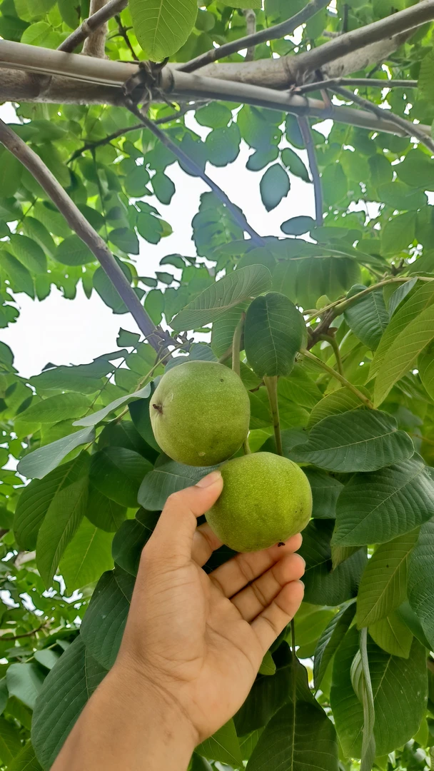 （野牛）文玩核桃带皮发