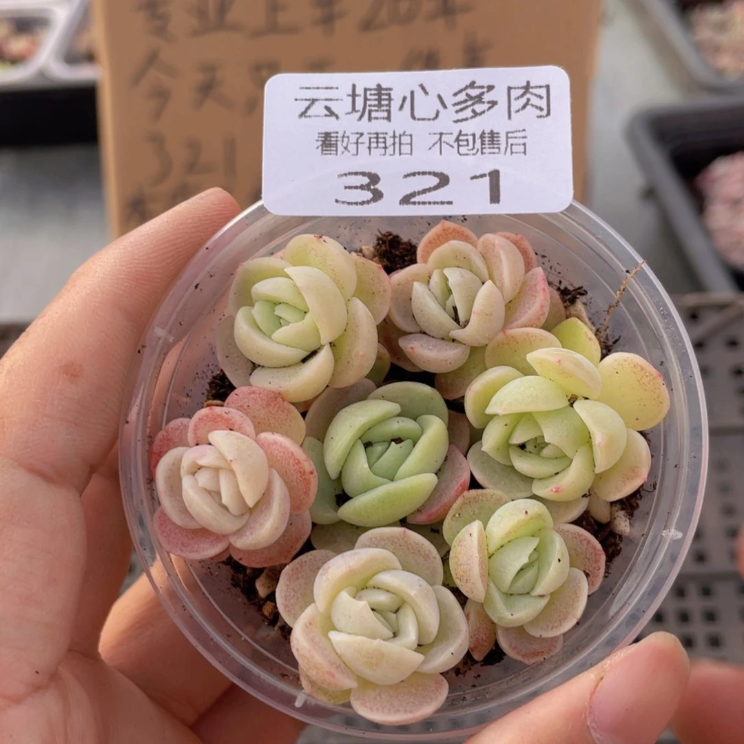 云糖心多肉植物321