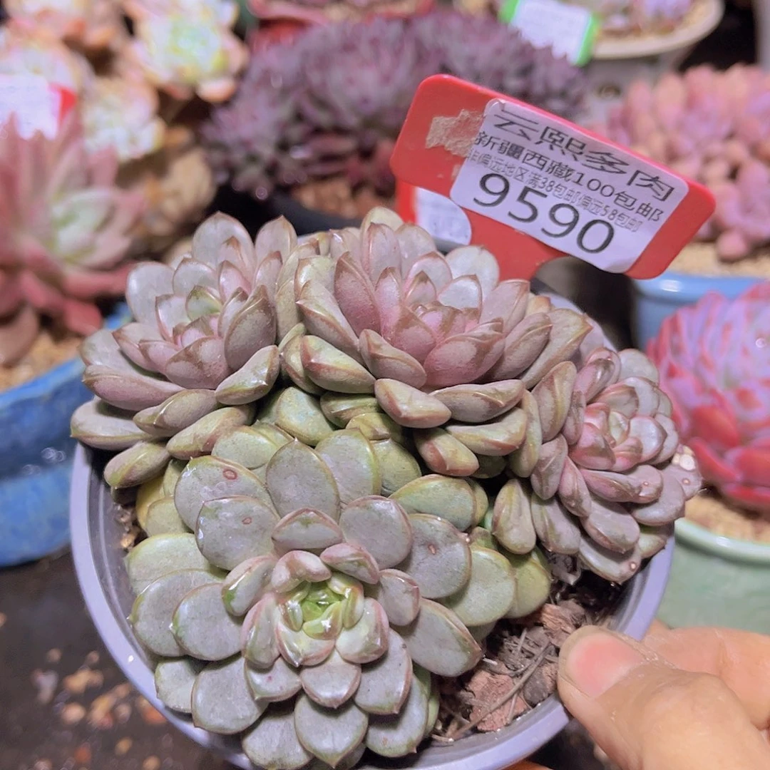 9590葡萄多肉植物