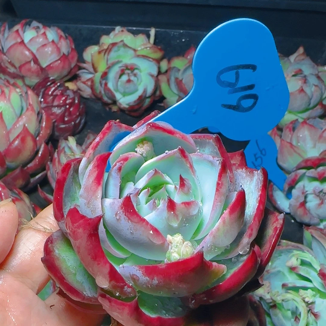 惊鸿仙子一物一拍619号