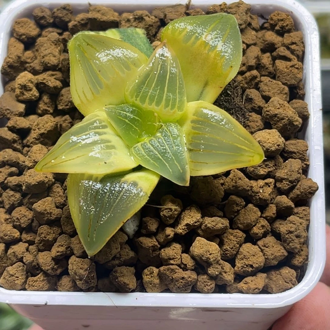 238红纹寿锦完美糊斑