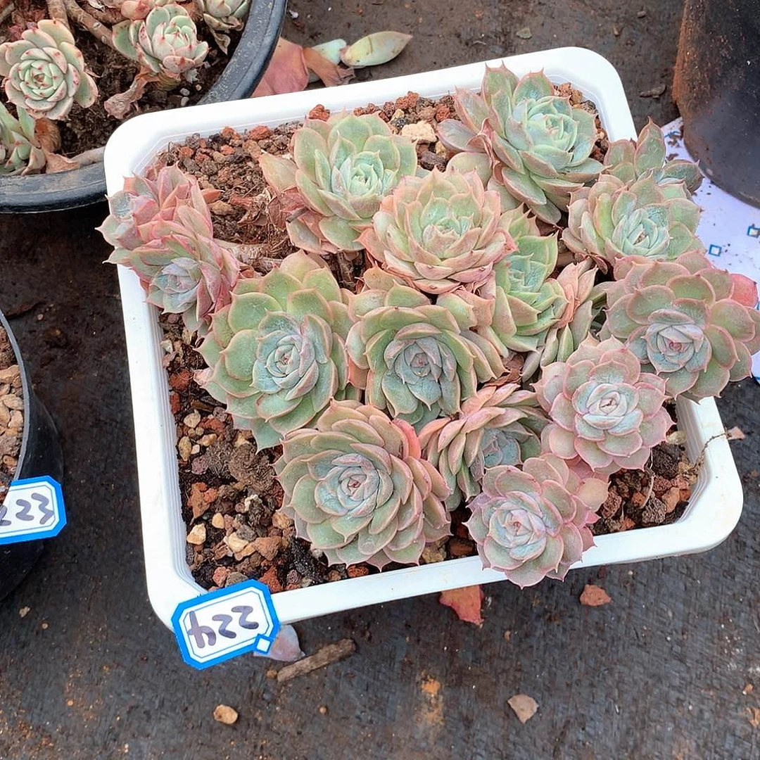 224昂斯诺 一物一拍