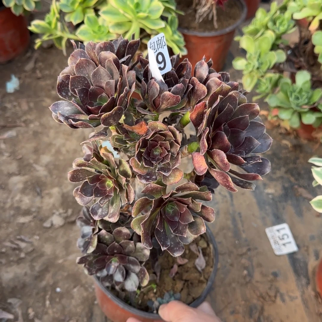 炫彩圆叶多肉669满28包邮断枝不包