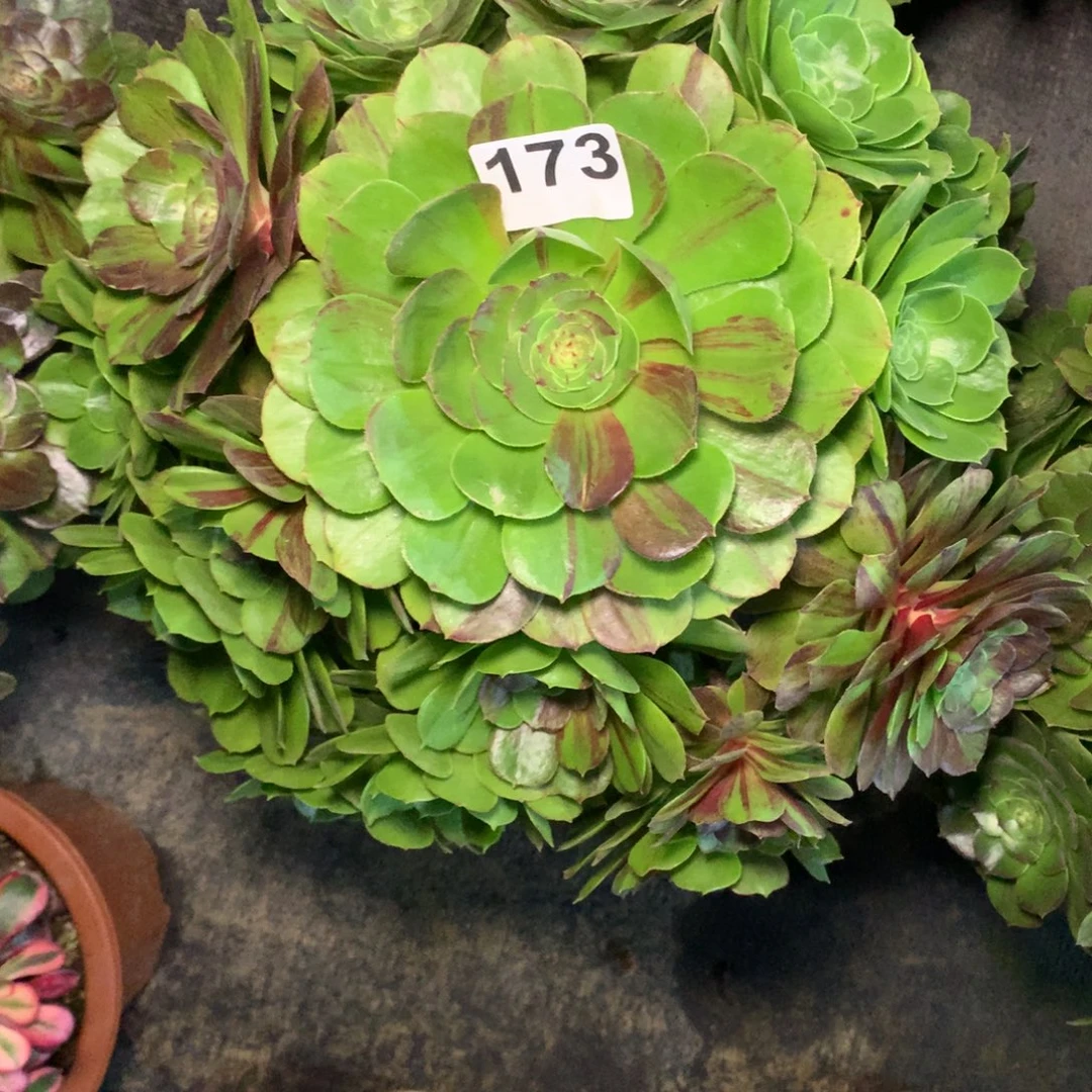 美***方花月夜173法师多肉植物350000