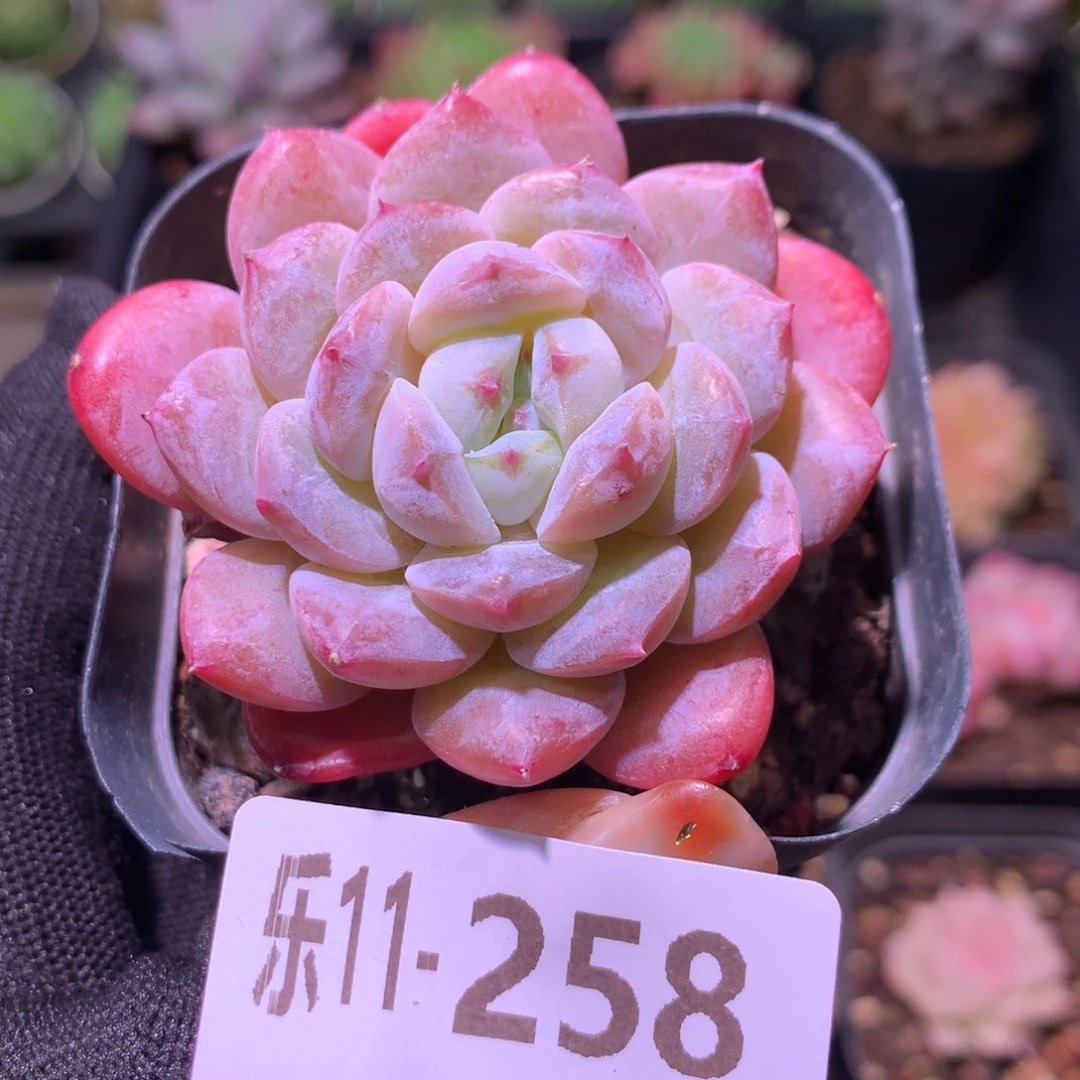 乐然11-258 红胖子