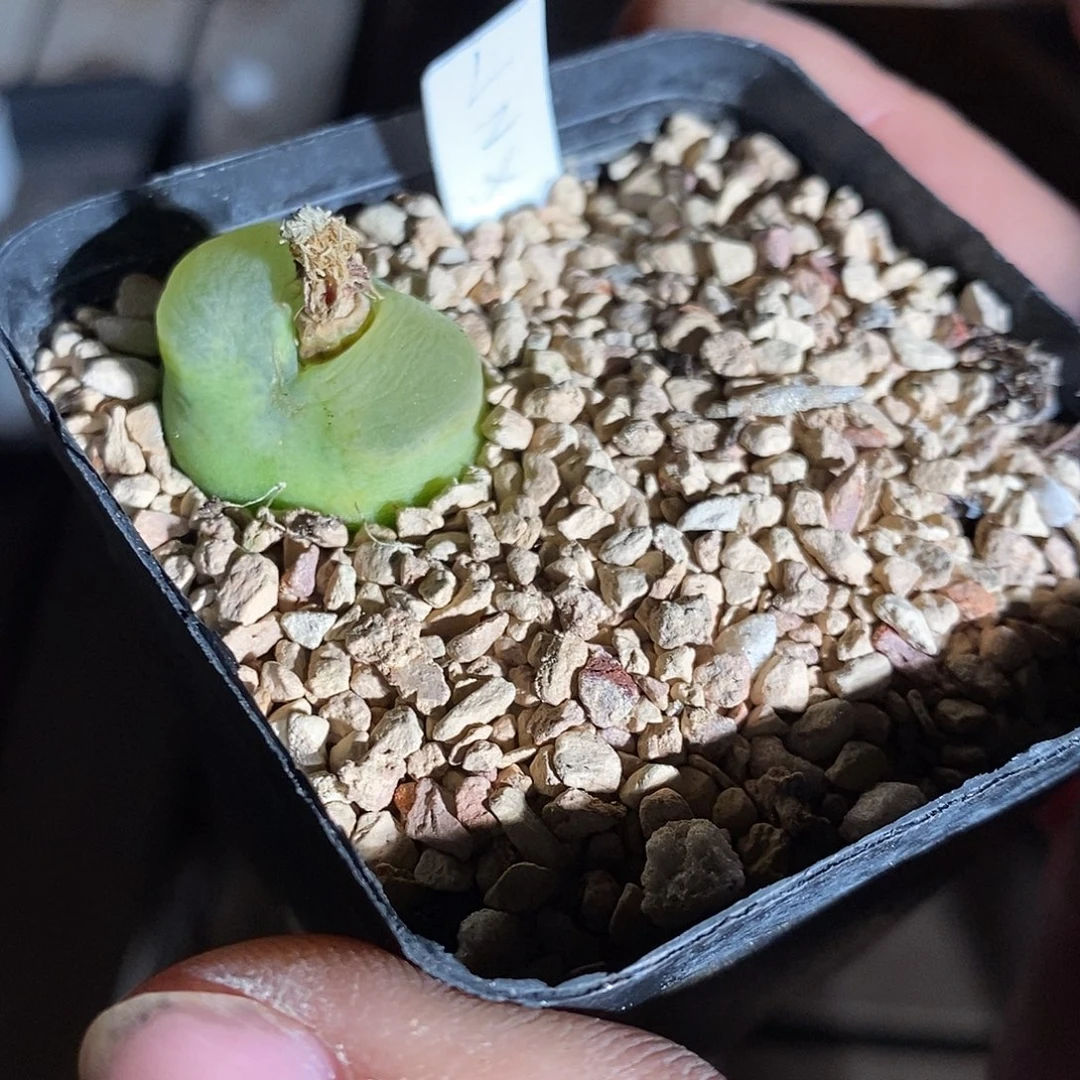 25343。    吕毛翠鸟。