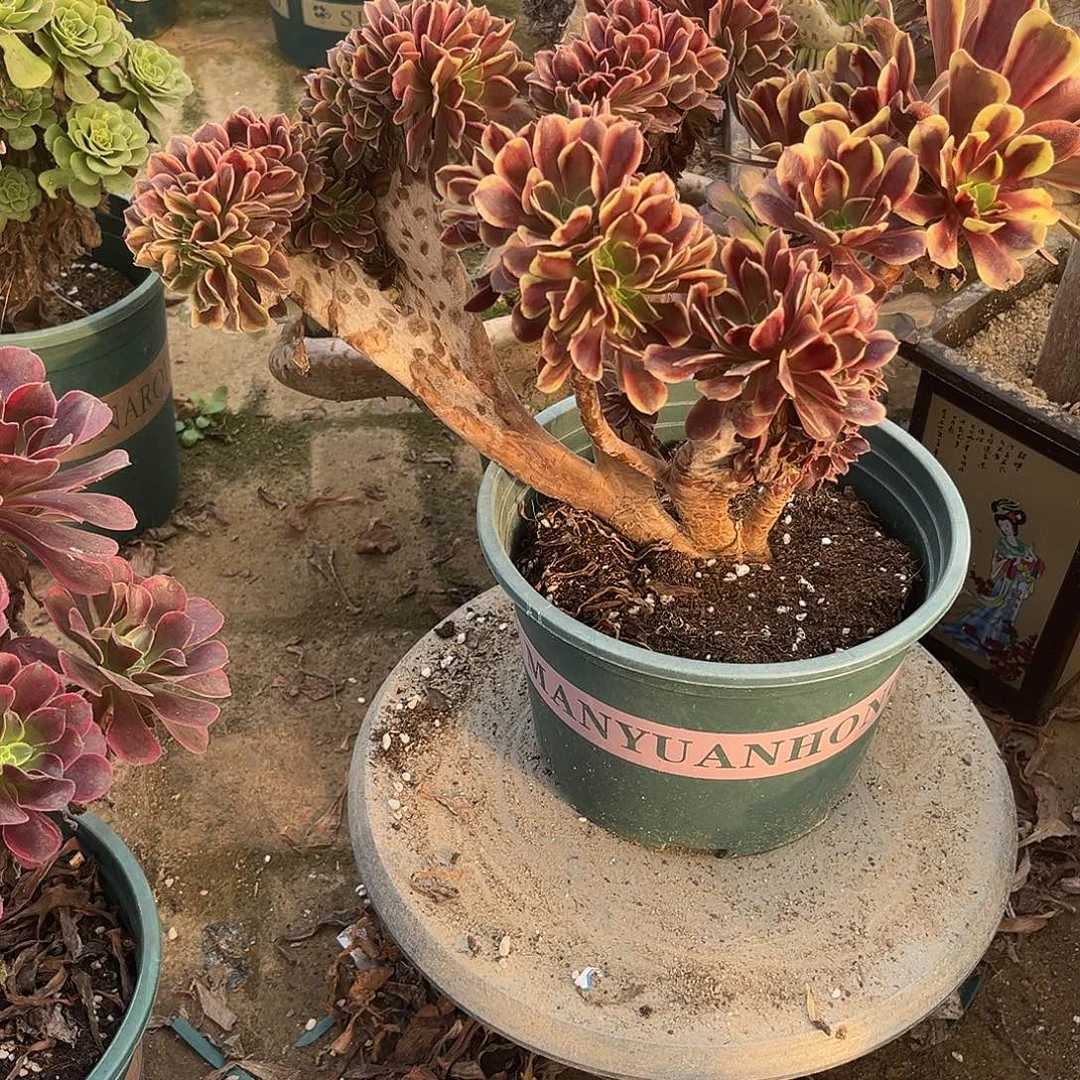 4欧嘉莉缀化法师多肉植物