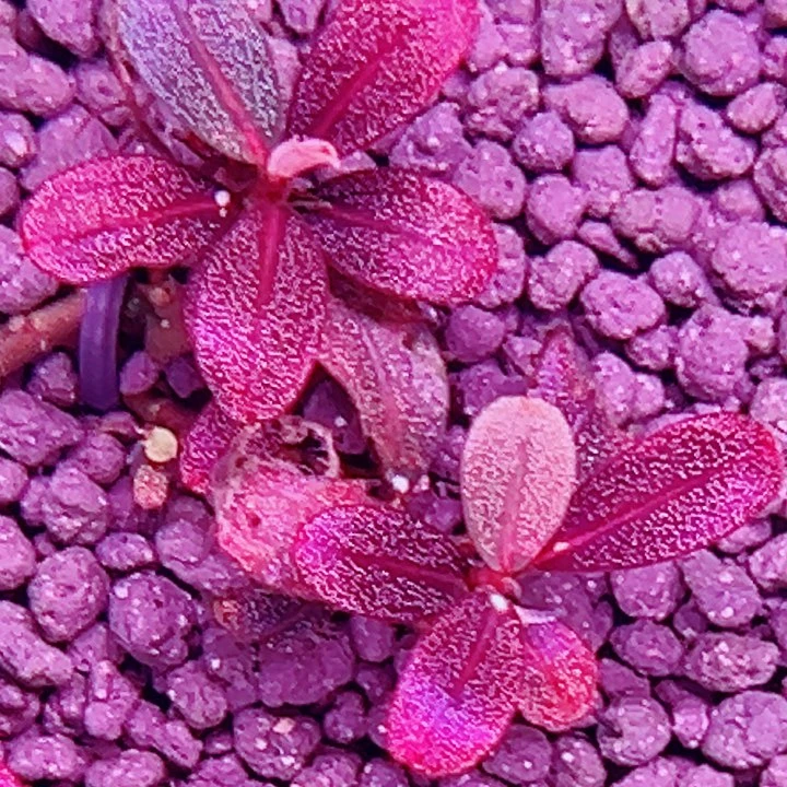 无花朵福利辣椒榕葫芦娃