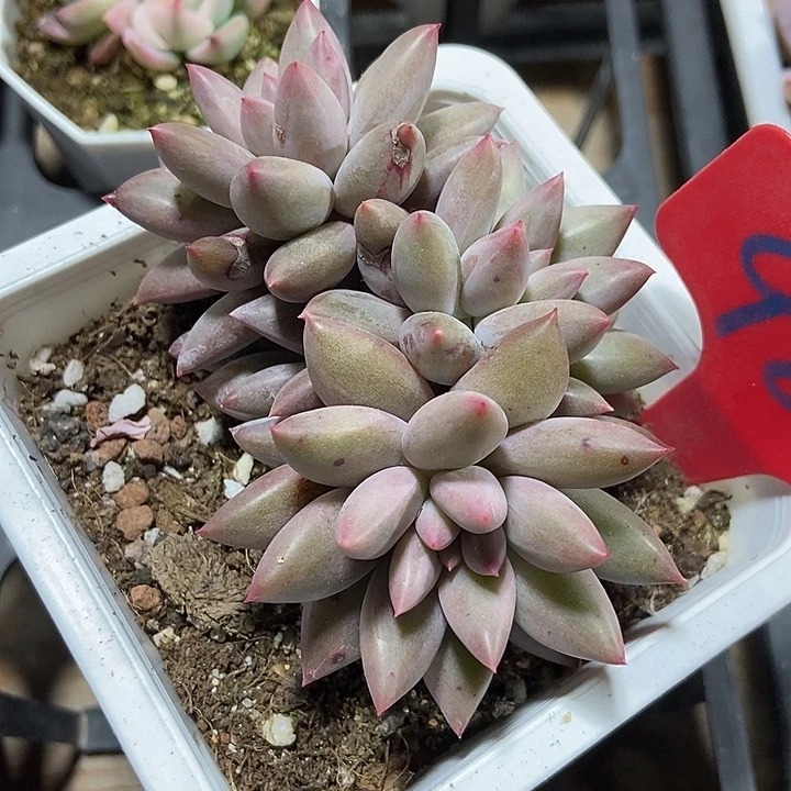 多肉植物红蜻蜓985