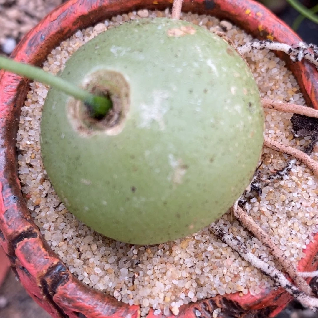 1216苍角殿一颗一颗