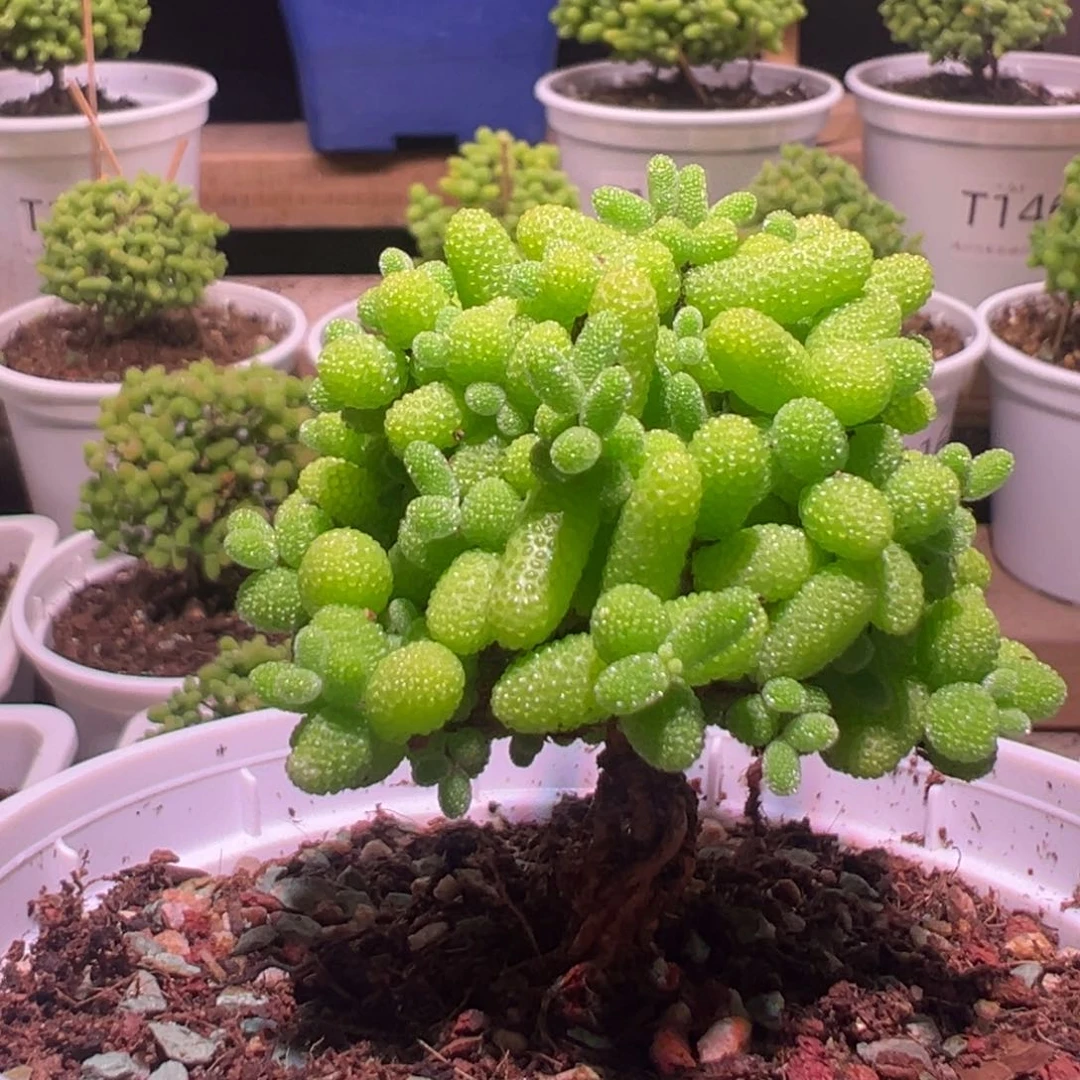 相***心金桔带盆土发货一物一拍