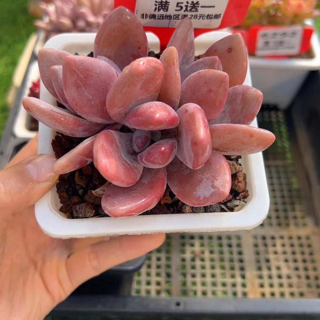 表妹精品多肉6295.