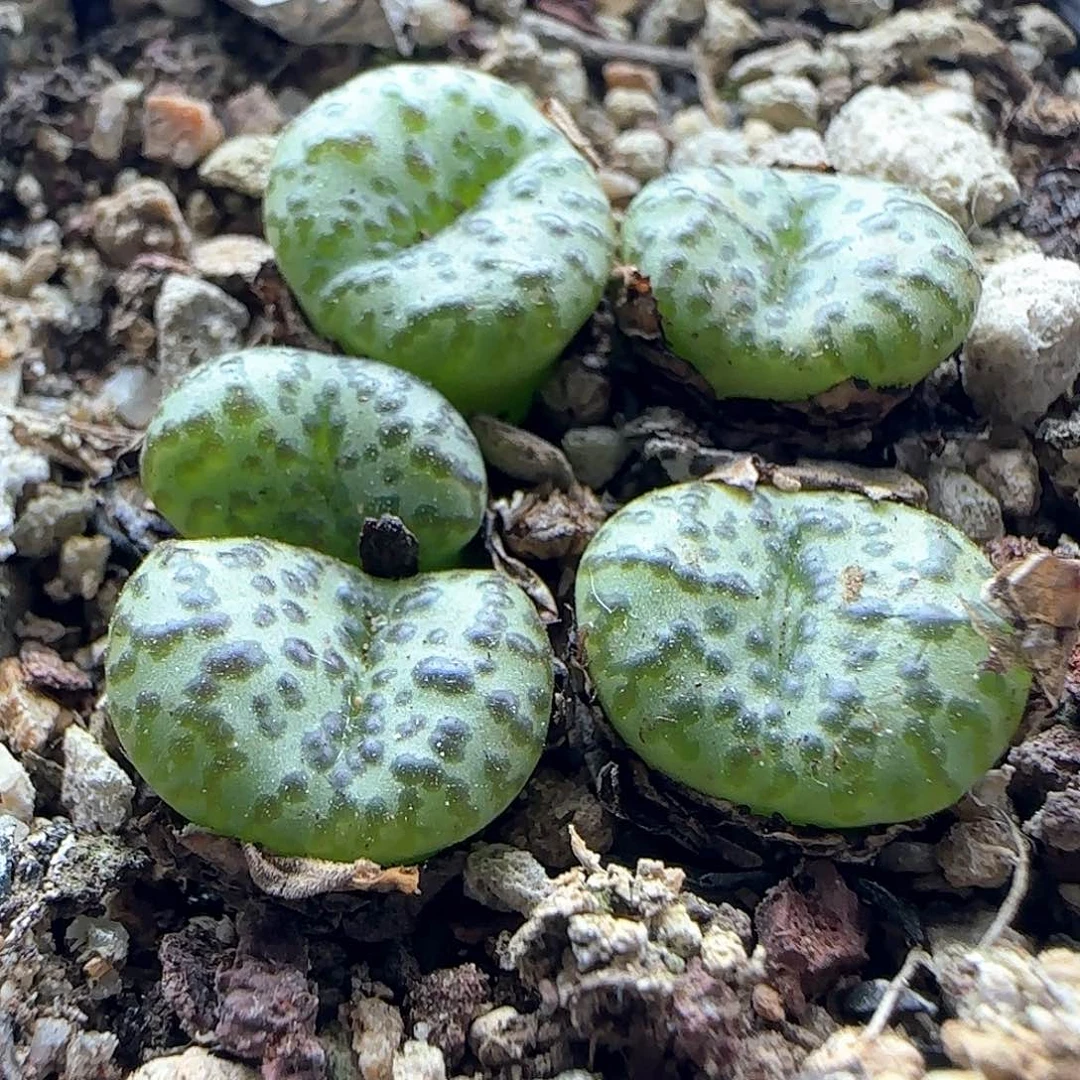 开播福利活动45603