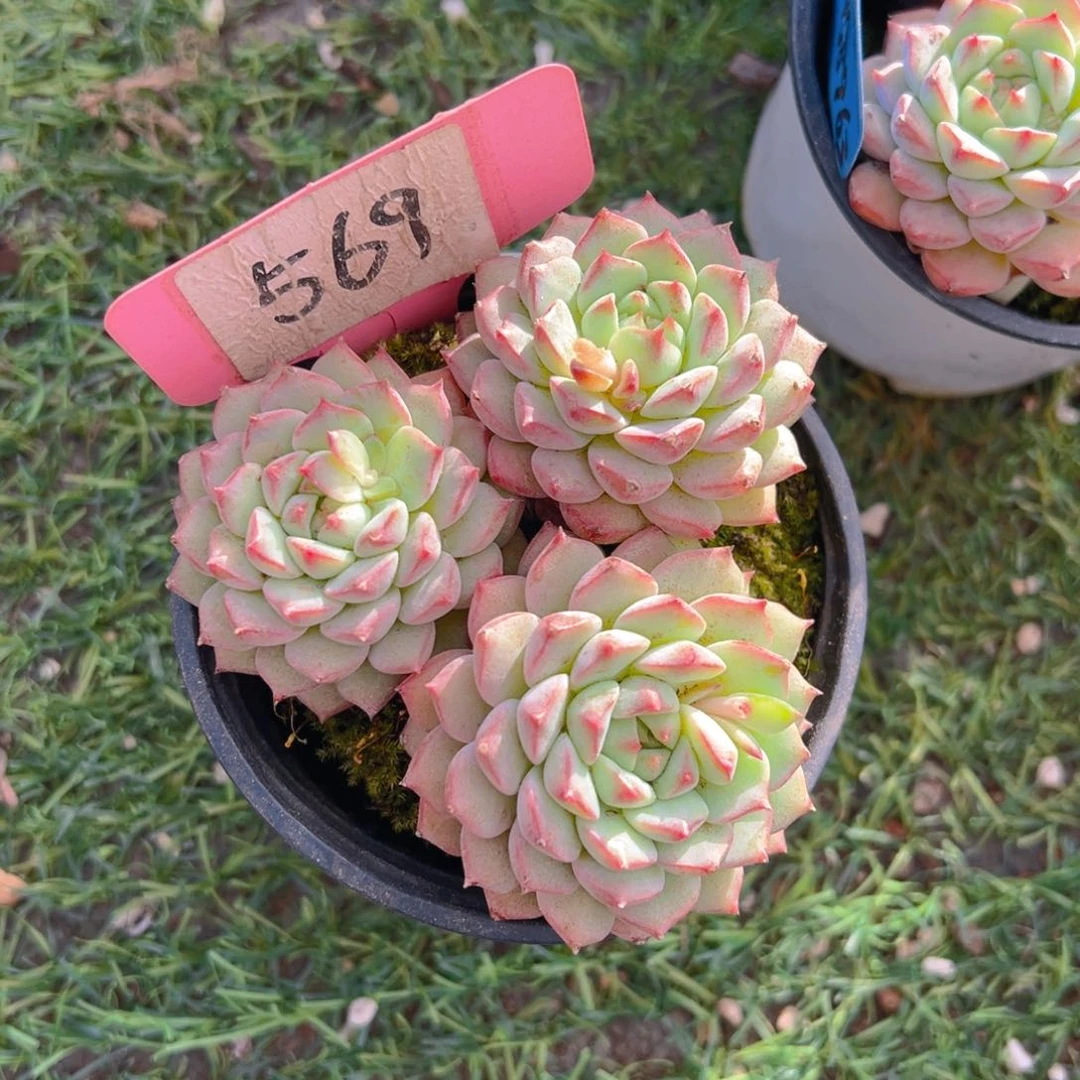 香玉的故事是一个人