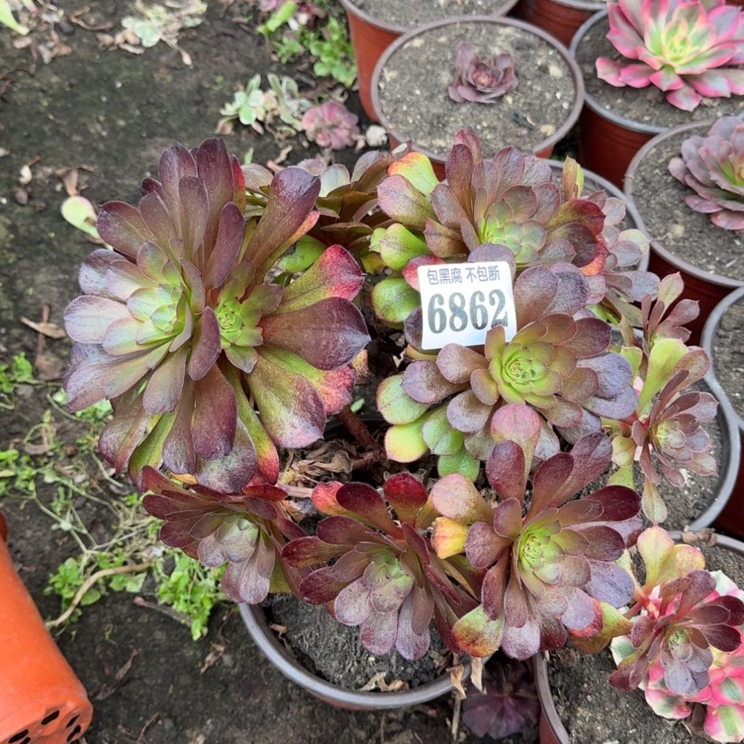 法师万七彩6862 19-35